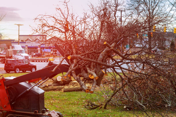 How Our Tree Care Process Works  in  Arcola, IL