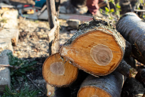 Professional Tree Care in Arcola, IL