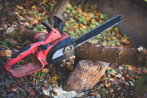 How Our Tree Care Process Works  in  Arcola, IL